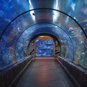 Temple - Reef Tunnel Exhibit