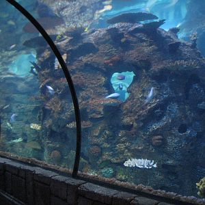 Temple - Reef Tunnel Exhibit