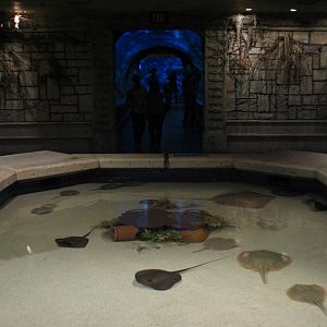 Temple - Ray Touchpool