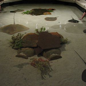 Temple - Reef Tunnel Exhibit
