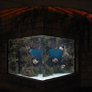 Temple - Lionfish Exhibit