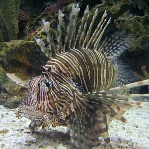 Temple - Lionfish Exhibit