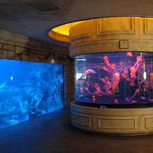 Temple - West Coast Sea Nettle and Ray and Small Sharks Exhibits