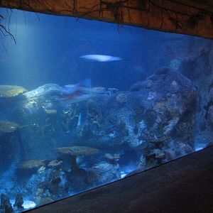 Temple - Ray and Small Sharks Exhibit