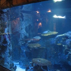 Temple - Ray and Small Sharks Exhibit