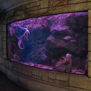 Temple - Giant Pacific Octopus Exhibit