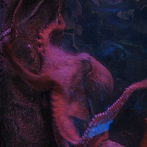 Temple - Giant Pacific Octopus Exhibit