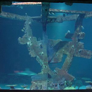 Shipwreck - Bow Viewing Window