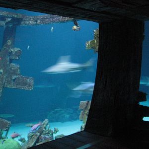 Shipwreck - Bow View