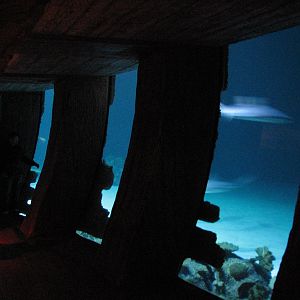 Shipwreck - Starboard Viewing Windows