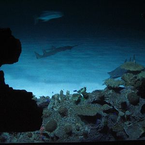 Shipwreck - Reef and Sandy Bottom - Green Sawfish