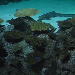 Shipwreck - Reef - Zebra Shark