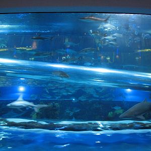 The Tank at Golden Nugget Hotel Casino in Las Vegas - Night view