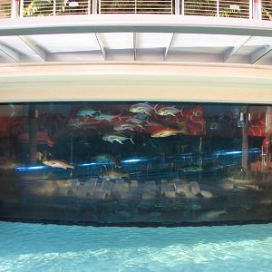 The Tank at Golden Nugget Hotel Casino in Las Vegas