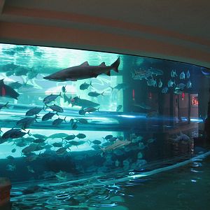 The Tank at Golden Nugget Hotel Casino in Las Vegas - Backside of Aquarium