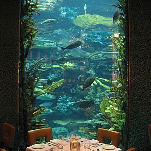 Chart House Aquarium at Golden Nugget Hotel Casino in Las Vegas - End of ta