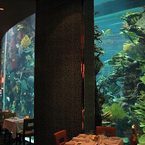 Chart House Aquarium at Golden Nugget Hotel Casino in Las Vegas - Dining ro