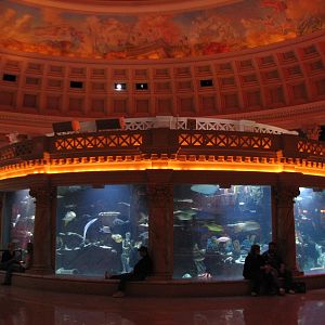 Atlantis Aquarium in Forum Shops at Caesar's Palace in Las Vegas