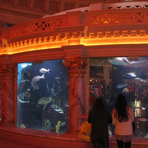Atlantis Aquarium in Forum Shops at Caesar's Palace in Las Vegas