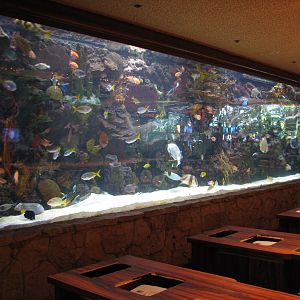 Registration Desk Aquarium at Mirage Hotel Casino in Las Vegas