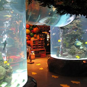 Rainforest Cafe at MGM Grand Hotel Casino in Las Vegas - Archway Tank
