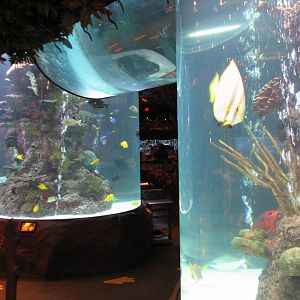 Rainforest Cafe at MGM Grand Hotel Casino in Las Vegas - Archway Tank