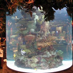 Rainforest Cafe at MGM Grand Hotel Casino in Las Vegas - Gift Shop Tank