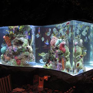 Rainforest Cafe at MGM Grand Hotel Casino in Las Vegas - Downstairs Tank 1