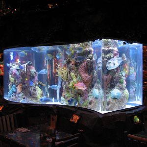 Rainforest Cafe at MGM Grand Hotel Casino in Las Vegas - Downstairs Tank 2