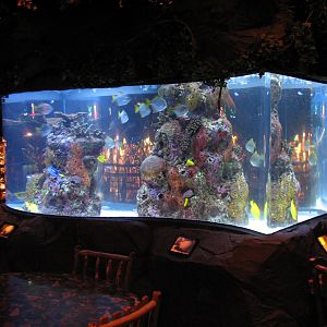 Rainforest Cafe at MGM Grand Hotel Casino in Las Vegas - Upstairs Tank