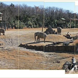 panorama - Giants Of The Savannah