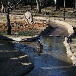 monorail animals doing tricks