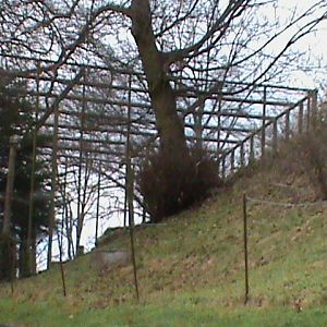 Snowy owl aviary 121210