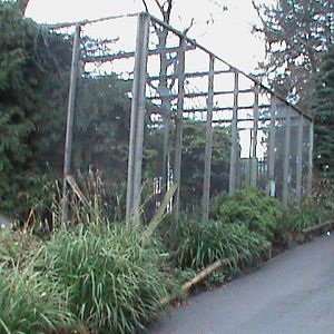 Great grey owl aviary 121210