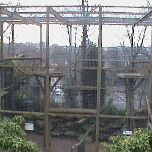 Snow leopard enclosure 121210