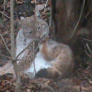 Northern lynx 121210