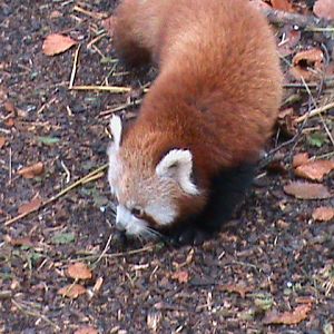 Red panda 121210