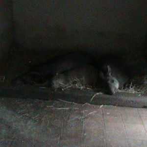 Capybara inbetween 2 Brazilian tapirs 121210