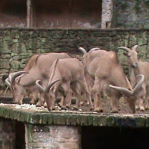Barbary sheep 121210