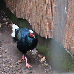 Vietnamese pheasant 121210