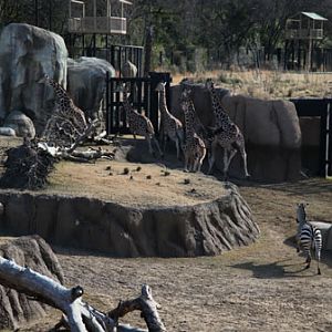 zebra chasing giraffes