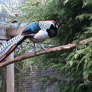 Lady Amherst pheasant 121210