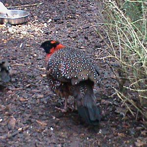 Satyr tragopan 121210