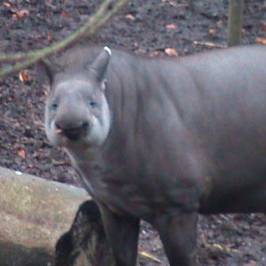 Brazilian tapir 121210