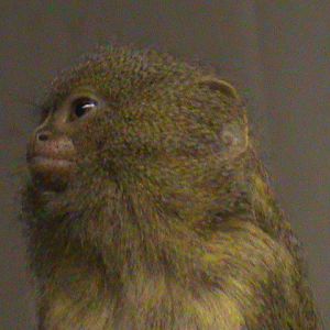 Pygmy marmoset 121210