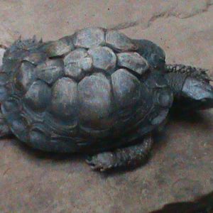 Coahuilan box turtle 121210