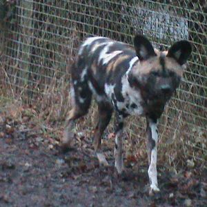 African hunting dog 121210