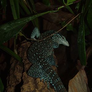 Blue-spotted Tree Monitor at Cologne, 07/09/10