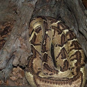 Central American Bushmaster at Cologne, 07/09/10