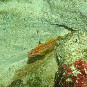 Yasha Hashe Goby at Cologne, 07/09/10